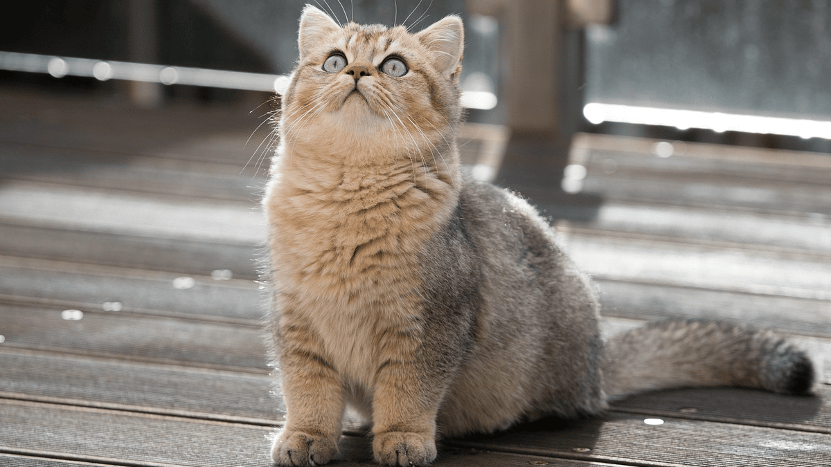 12 silent signs your cat might be sick (according to veterinarians)