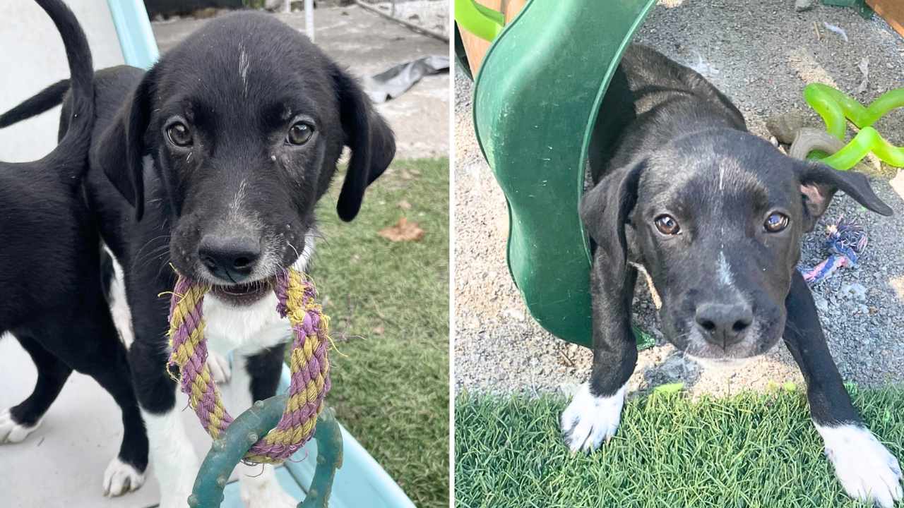 The most outgoing young puppy found on side of road now searching for ...