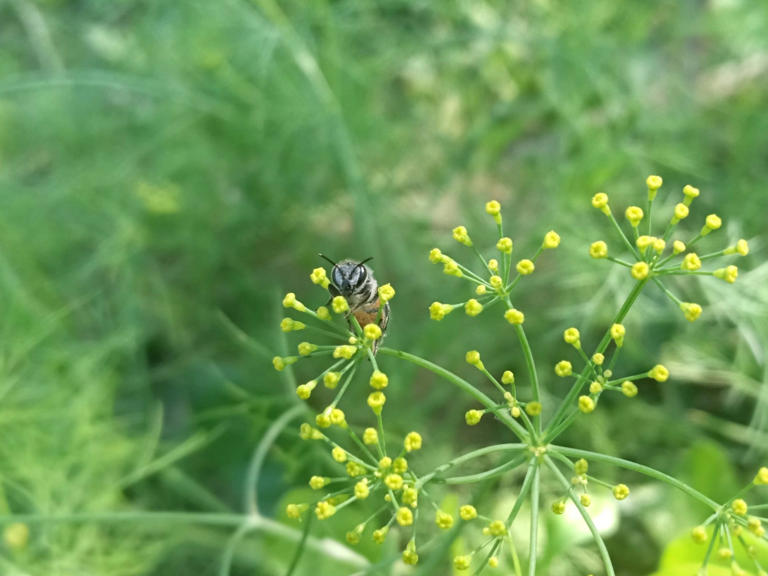 No mates nunca una abeja si la ves merodeando tu casa: qué significa y ...