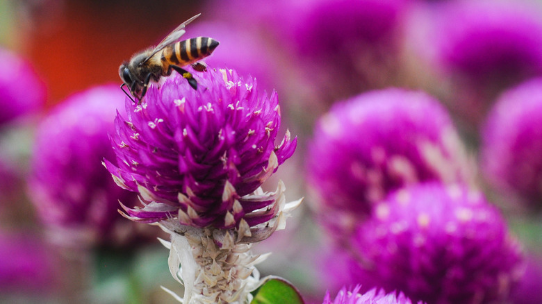 The easy-to-grow flower that pairs well with beautiful gomphrena for a ...