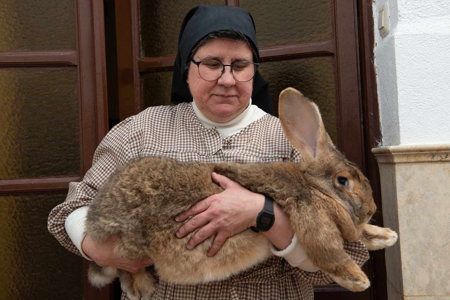 A group of dedicated nuns is keeping a giant rabbit breed from ...