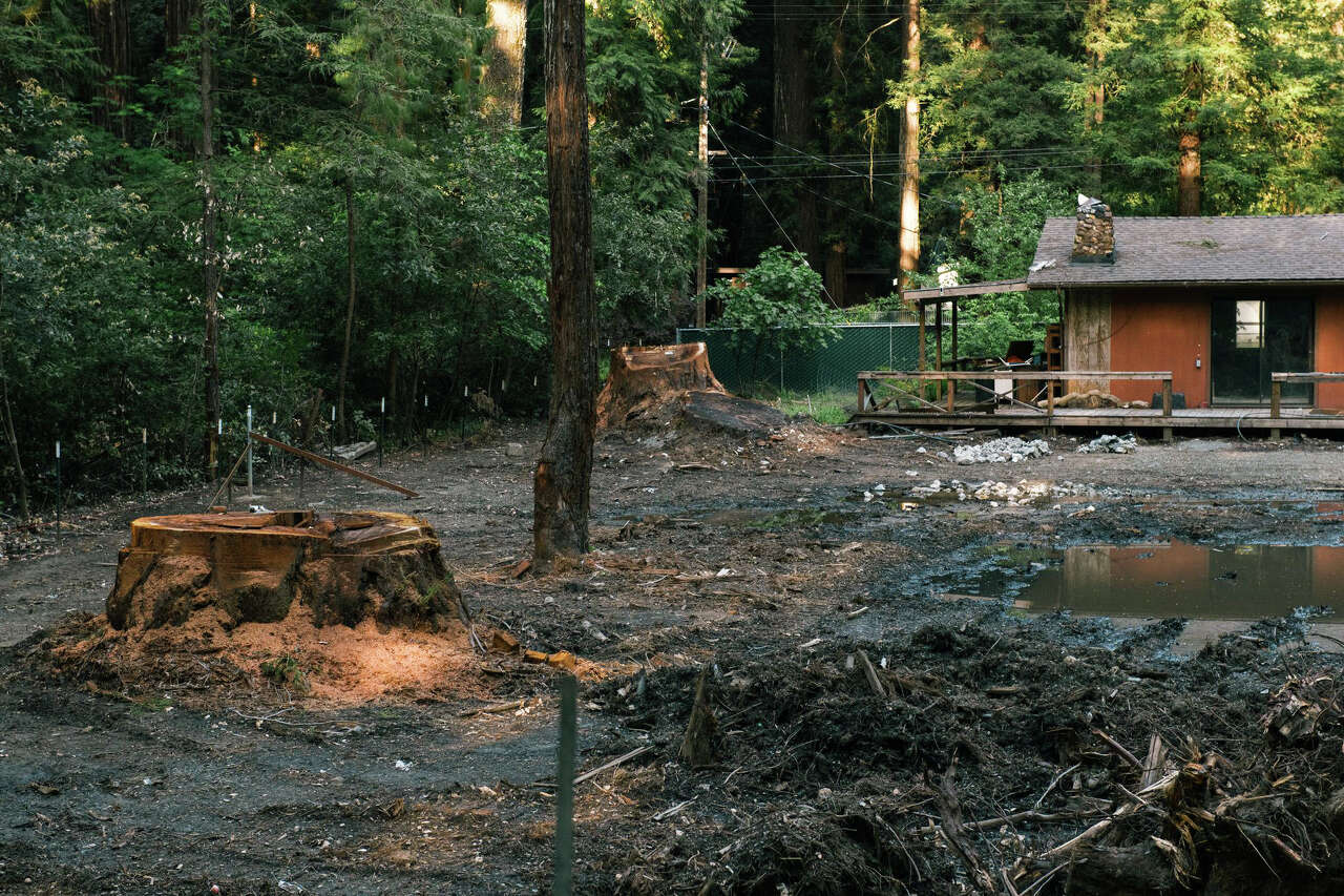 ‘The biggest middle finger': California homeowner cuts down four redwoods, enraging neighbors