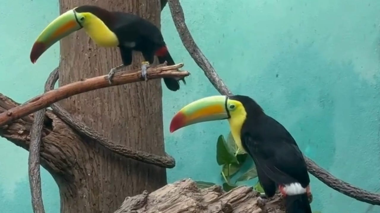 14 trafficked toucans rehabilitated at Bronx Zoo after being found at ...