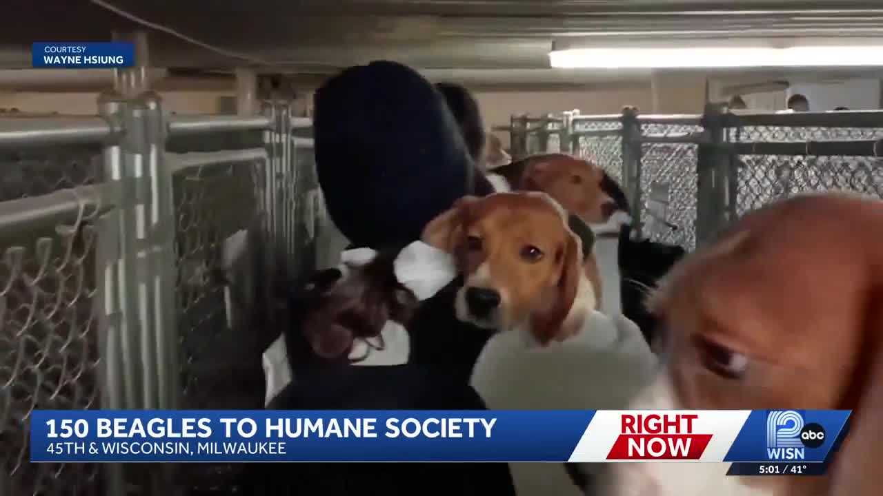 1,500 beagles to be rescued from Ridglan Farms