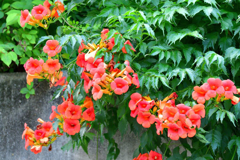 Hummingbirds can't resist this vibrant flower—and why garden experts ...