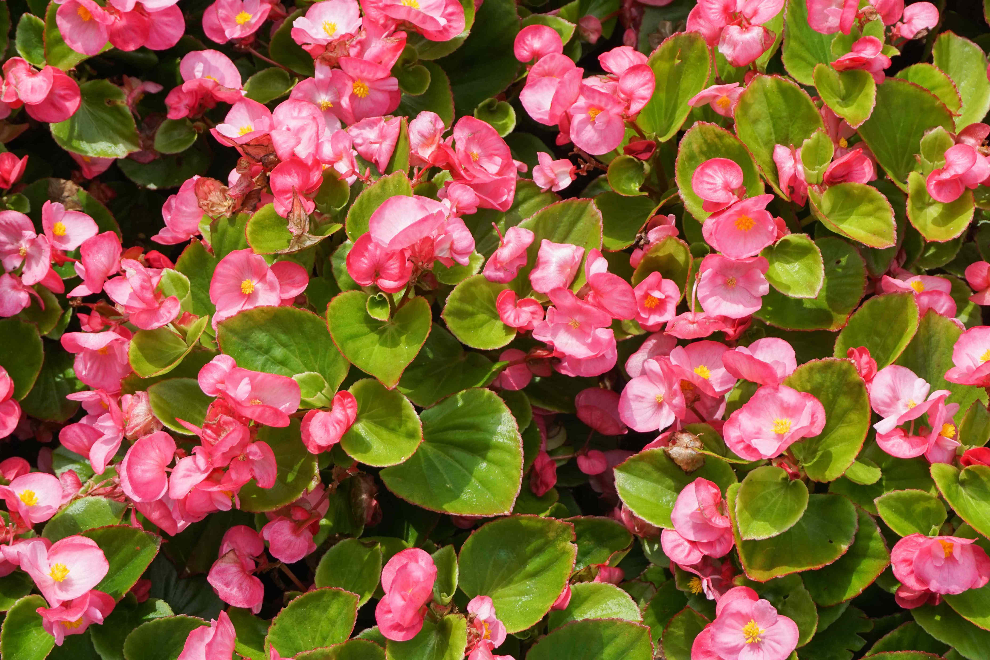 How often to water begonias for happy, thriving plants