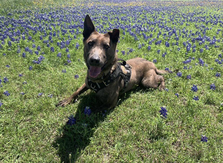 K9 deputy plays key role in apprehension of assault suspect