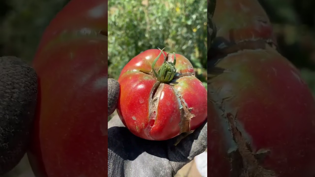 Podredumbre apical y rajado de #tomate