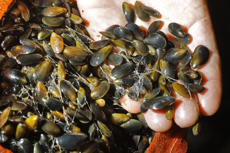 Local state of emergency declared in California over invasive species ...