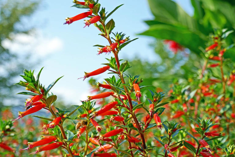 Hummingbirds can't resist this vibrant flower—and why garden experts ...