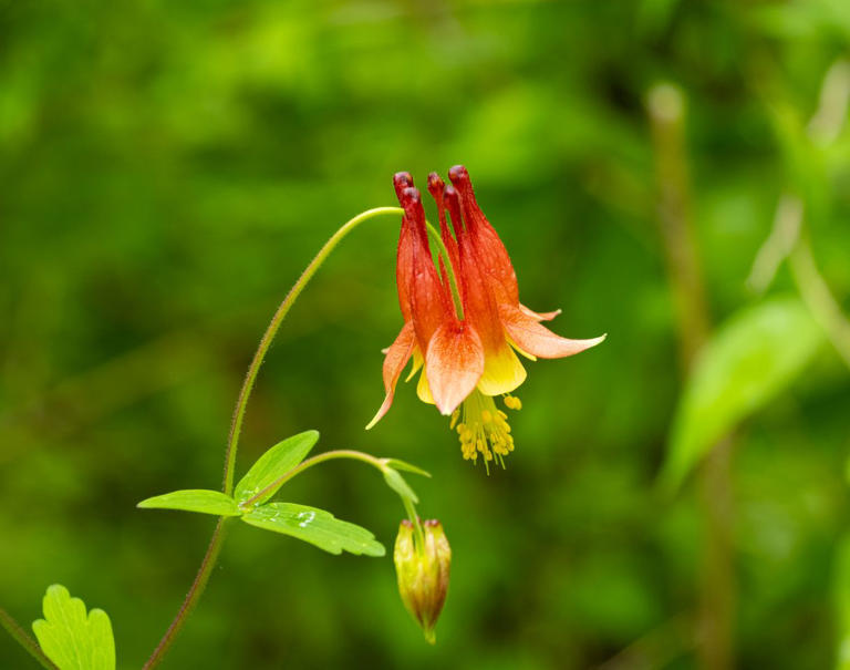 Hummingbirds can't resist this vibrant flower—and why garden experts ...