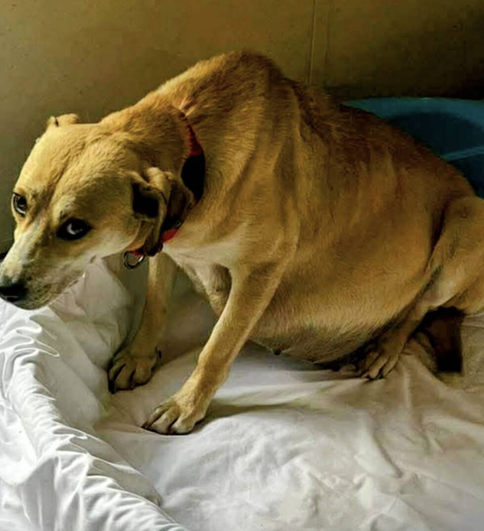 Women rush to rescue pregnant dog from euthanasia — and save 10 lives ...