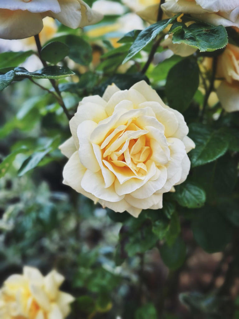 9 plants to prune in May for more flowers all summer – from roses to sedums