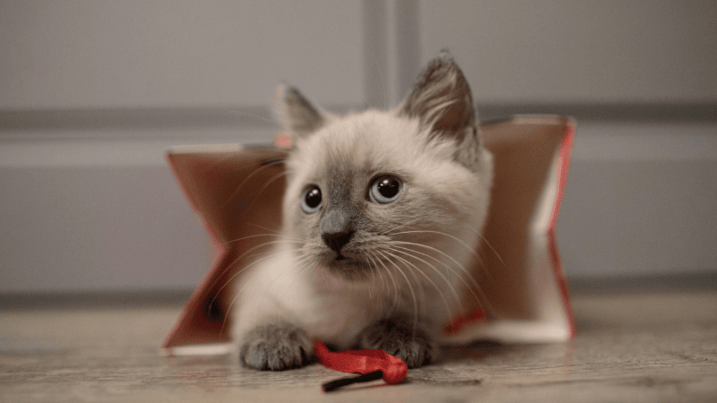 How long does it take for a cat to forget you? A vet reveals the truth