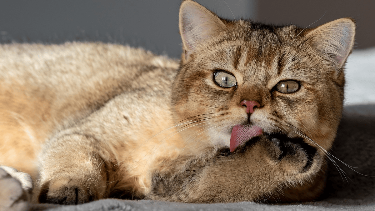 12 silent signs your cat might be sick (according to veterinarians)