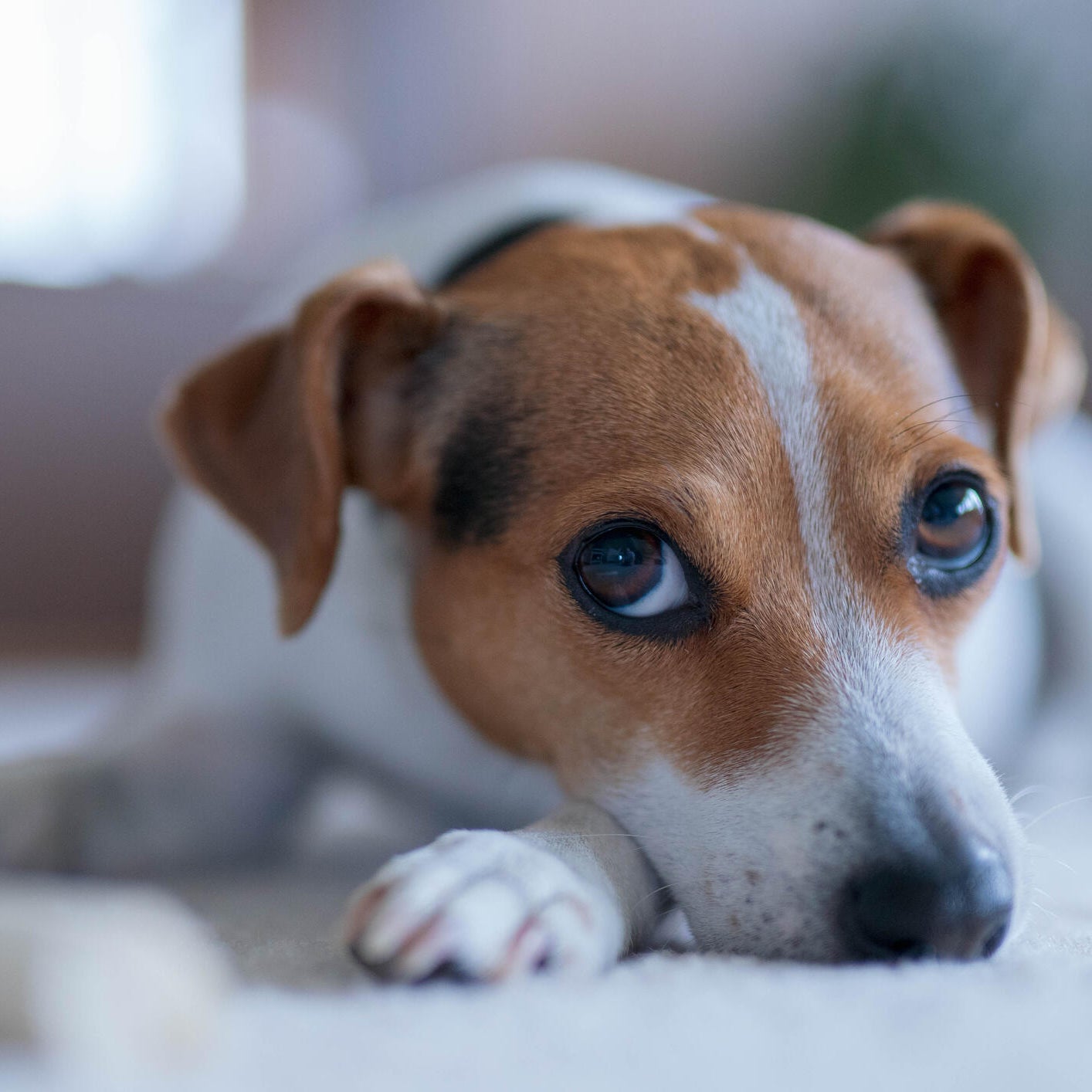How today's high pet care costs are straining household finances