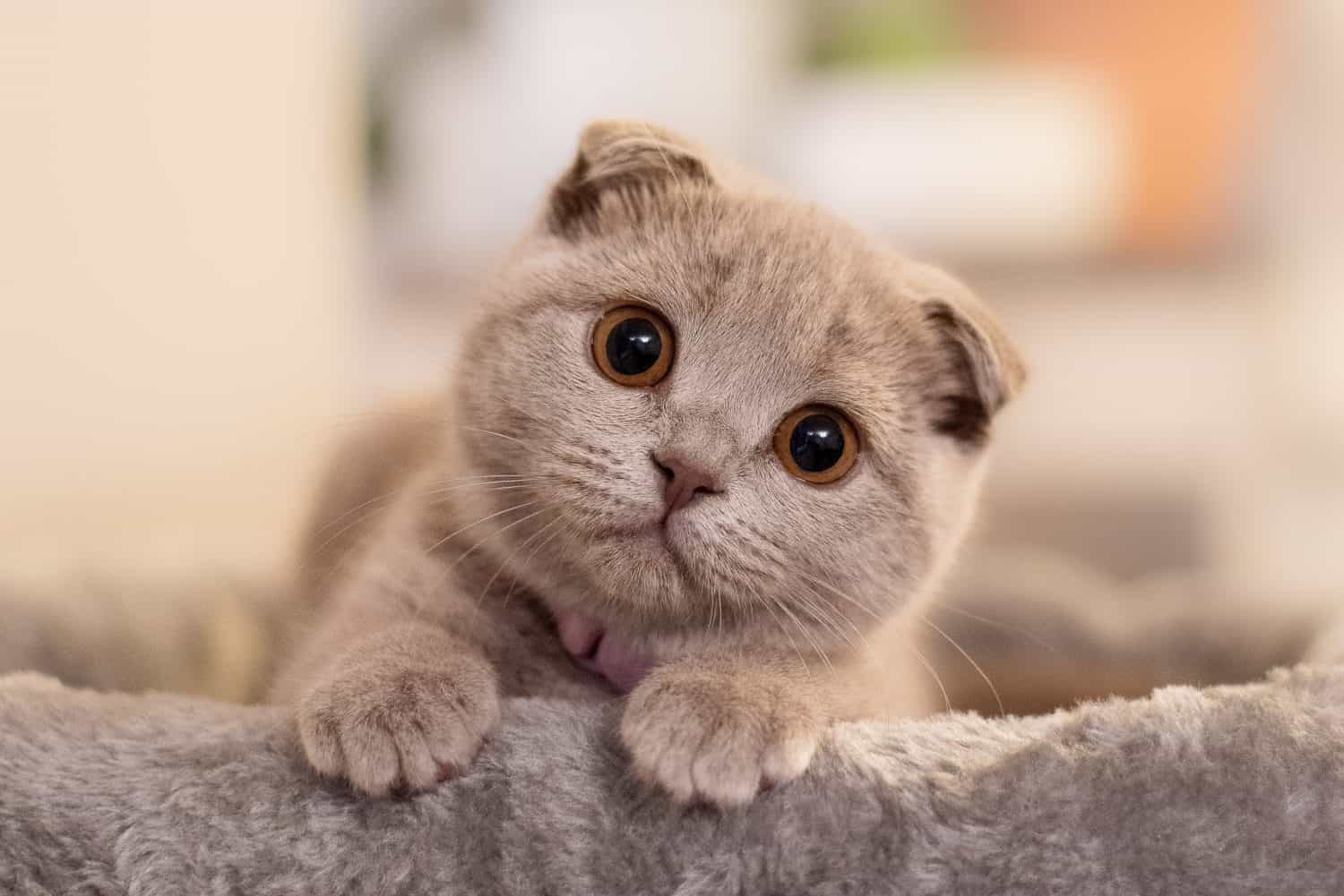 24 reasons cat owners say cats are better than dogs