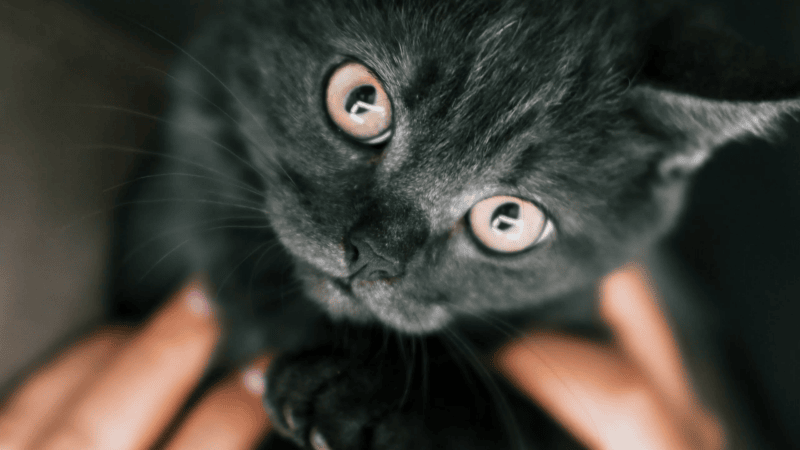How long does it take for a cat to forget you? A vet reveals the truth