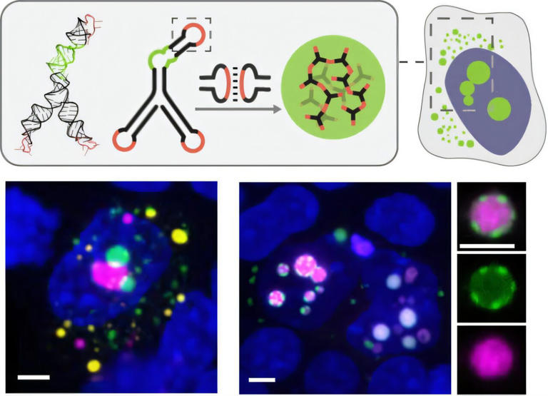 RNA-built droplets create customizable organelles inside living cells