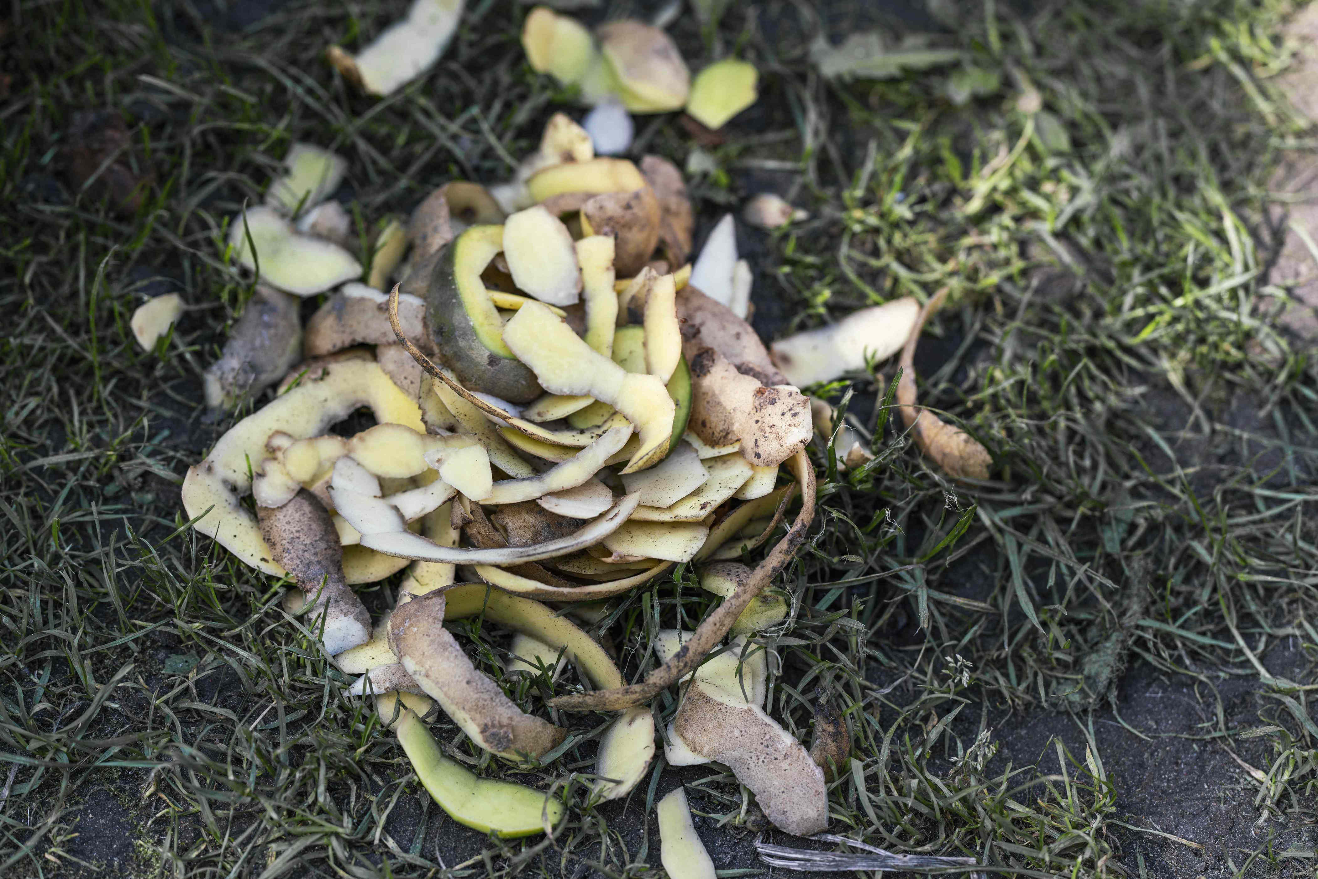 Why gardeners are saving their potato peels