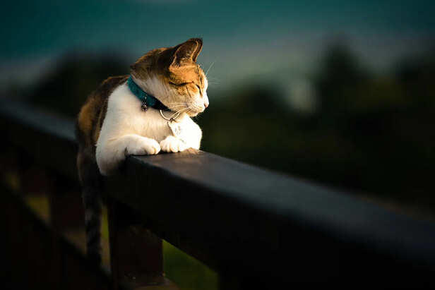5 words kittens understand faster than you think