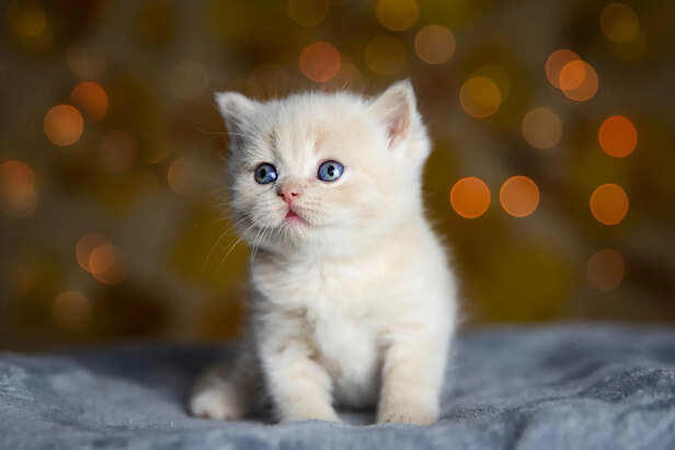 5 words kittens understand faster than you think