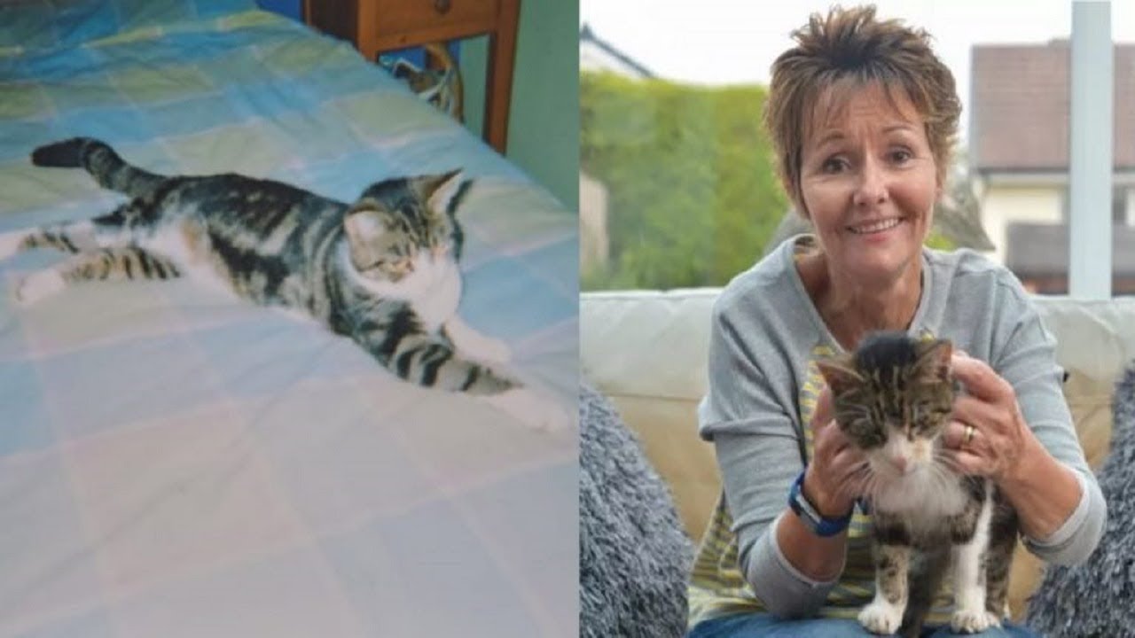 Woman reunited with lost cat 13 years later