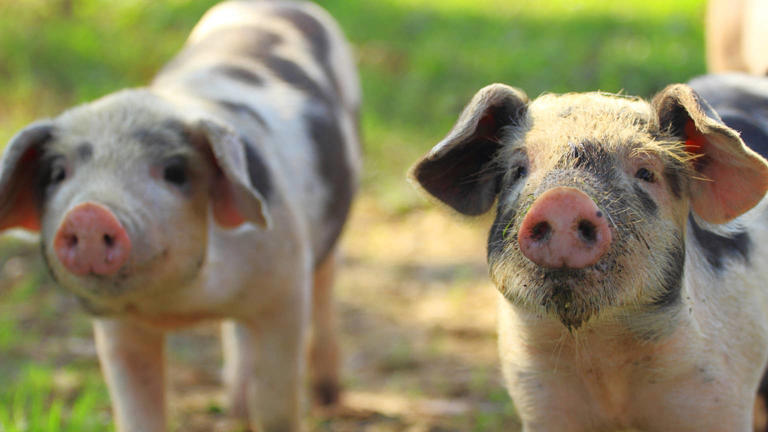 Look at a Cow Help Clean Newborn Piglets During Their Birth—A ...