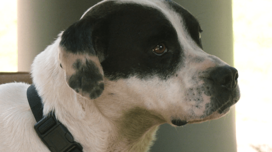 Miraculous rescue of 'Jughead' the dog in southwest Missouri