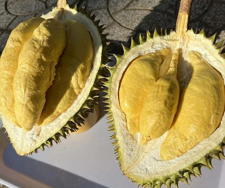 Sầu ri&ecirc;ng Ri6 tại nh&agrave; vườn miền T&acirc;y. Ảnh: Mạnh Khương