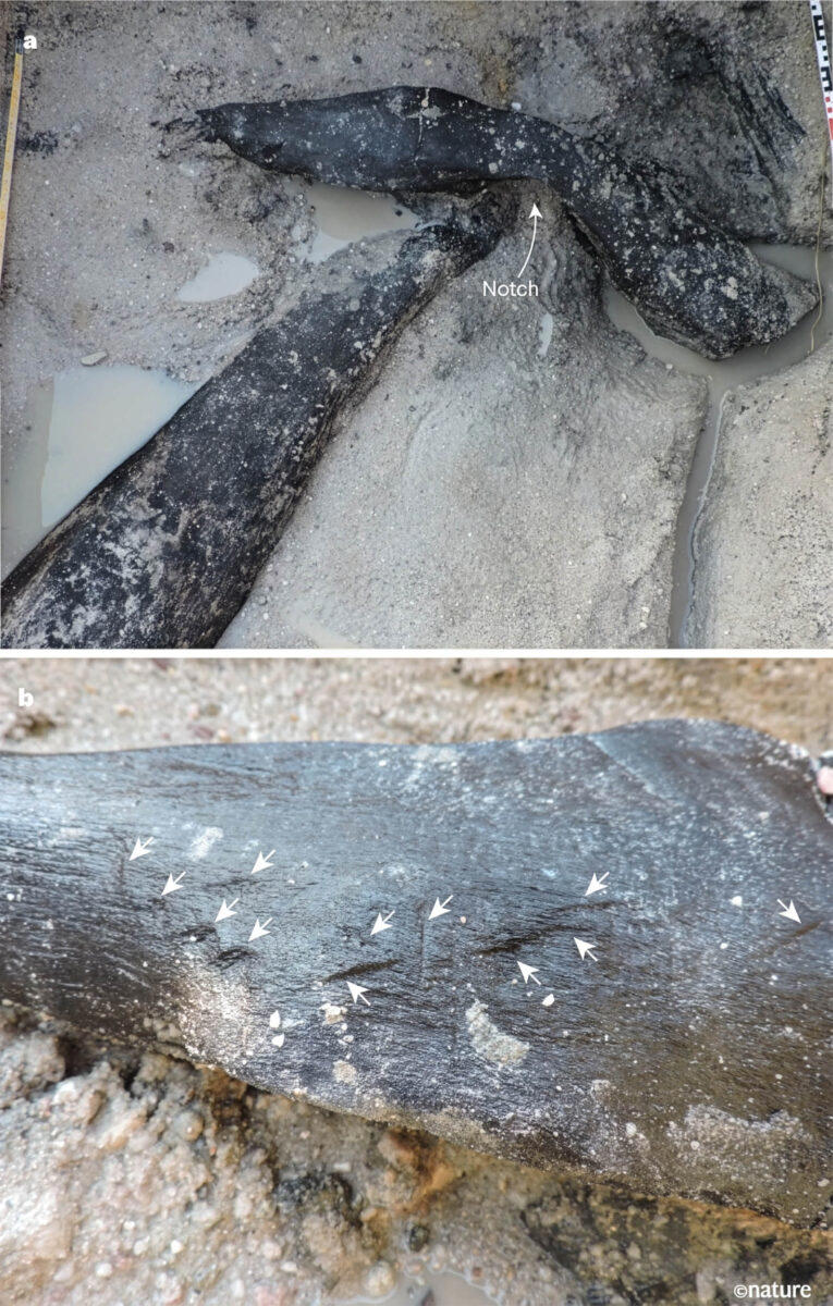 Scientists unearthed the world’s oldest wooden structure built by a ...
