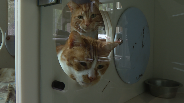Northern New York animal shelters highlight low adoption rates on ...