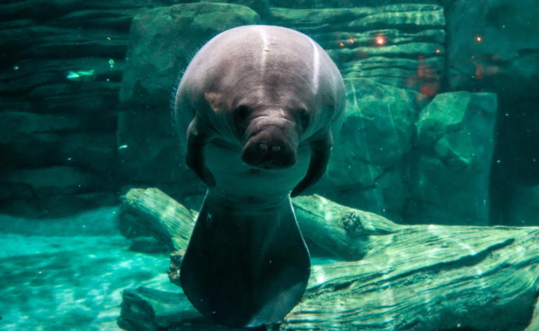 Manatee Lagoon offers free online summer camp for children