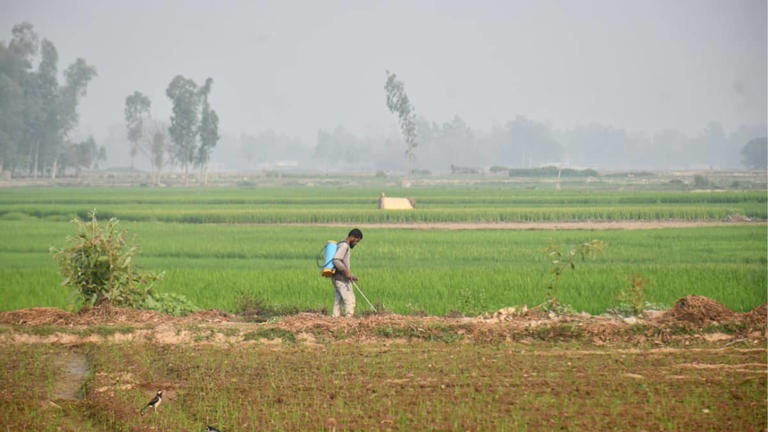 Iran war could trigger food shortages; billions of meals at risk ...