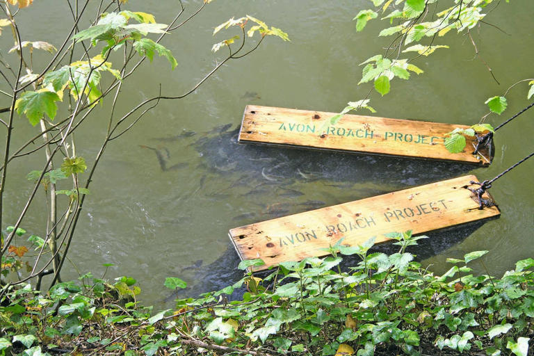 How to spot fish spawning in lakes and rivers