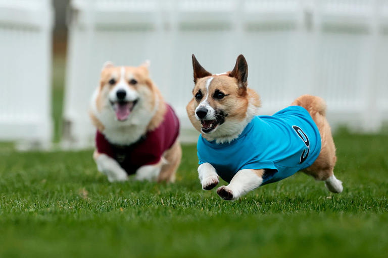 Top medium energy dogs 2026: Here are 12 breeds of adorable dog that ...