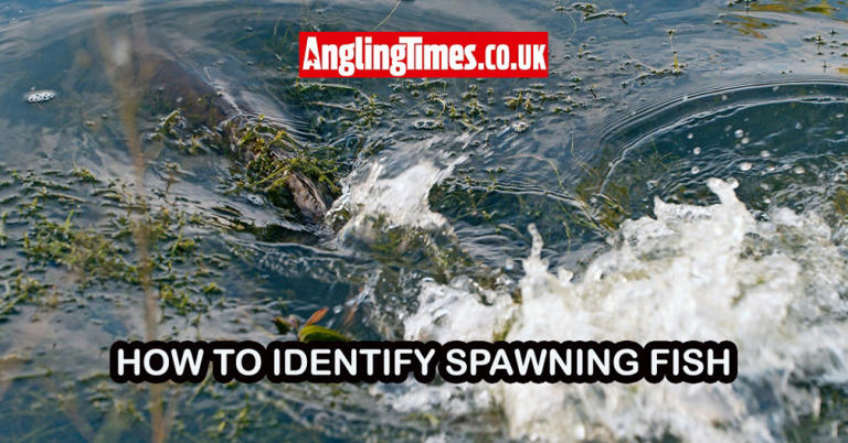 How to spot fish spawning in lakes and rivers