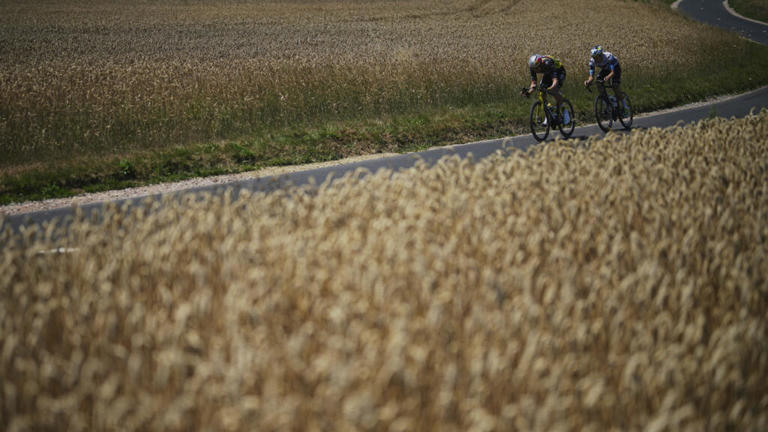 A wheat field in Normandy pictured during the 2025 Tour de France. Wheat-based everyday foods such as bread and cereals are among the most heavily contaminated.