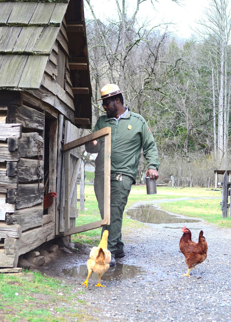 Word from the Smokies: The chickens of Oconaluftee