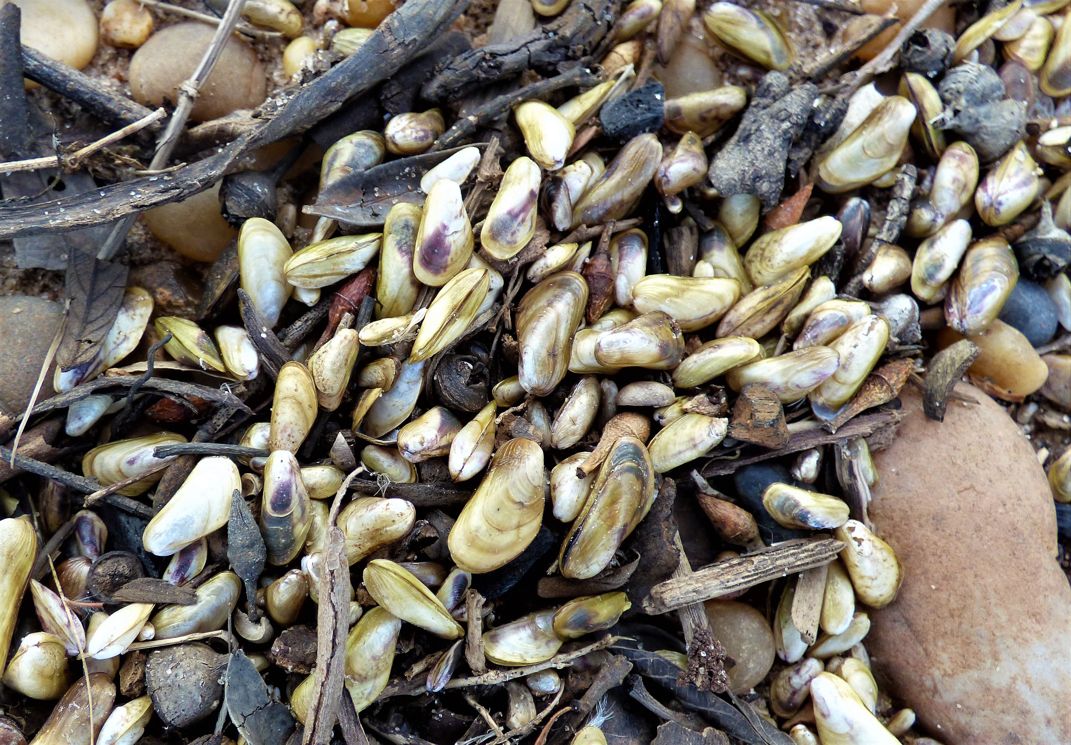 San Joaquin County declares emergency over invasive golden mussel