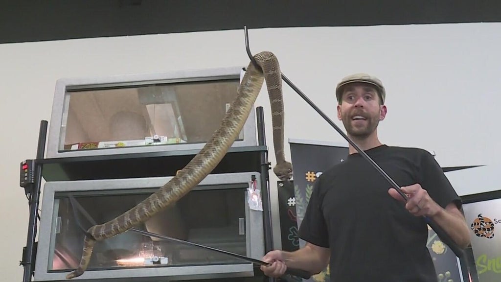 Deadly snake bites are up in California. Here's what to do if you see one.