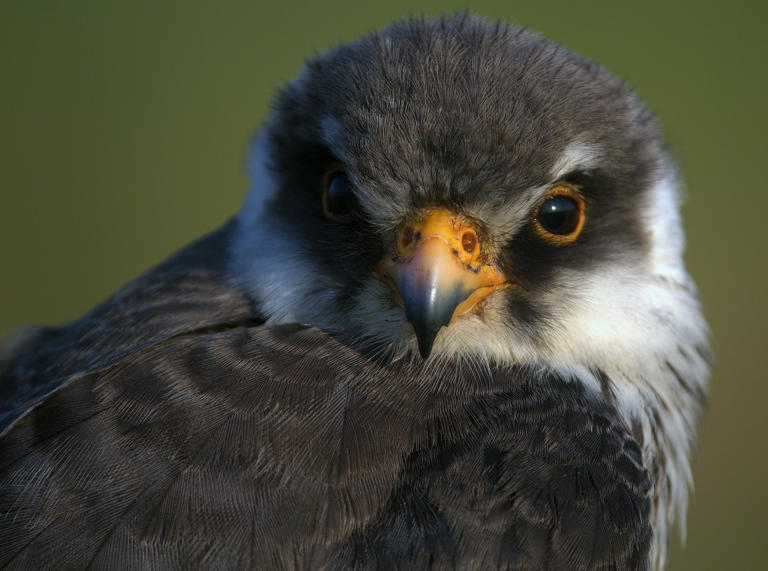 Amur falcon begins 6,000-km-long flight back to India: Will it reach in ...