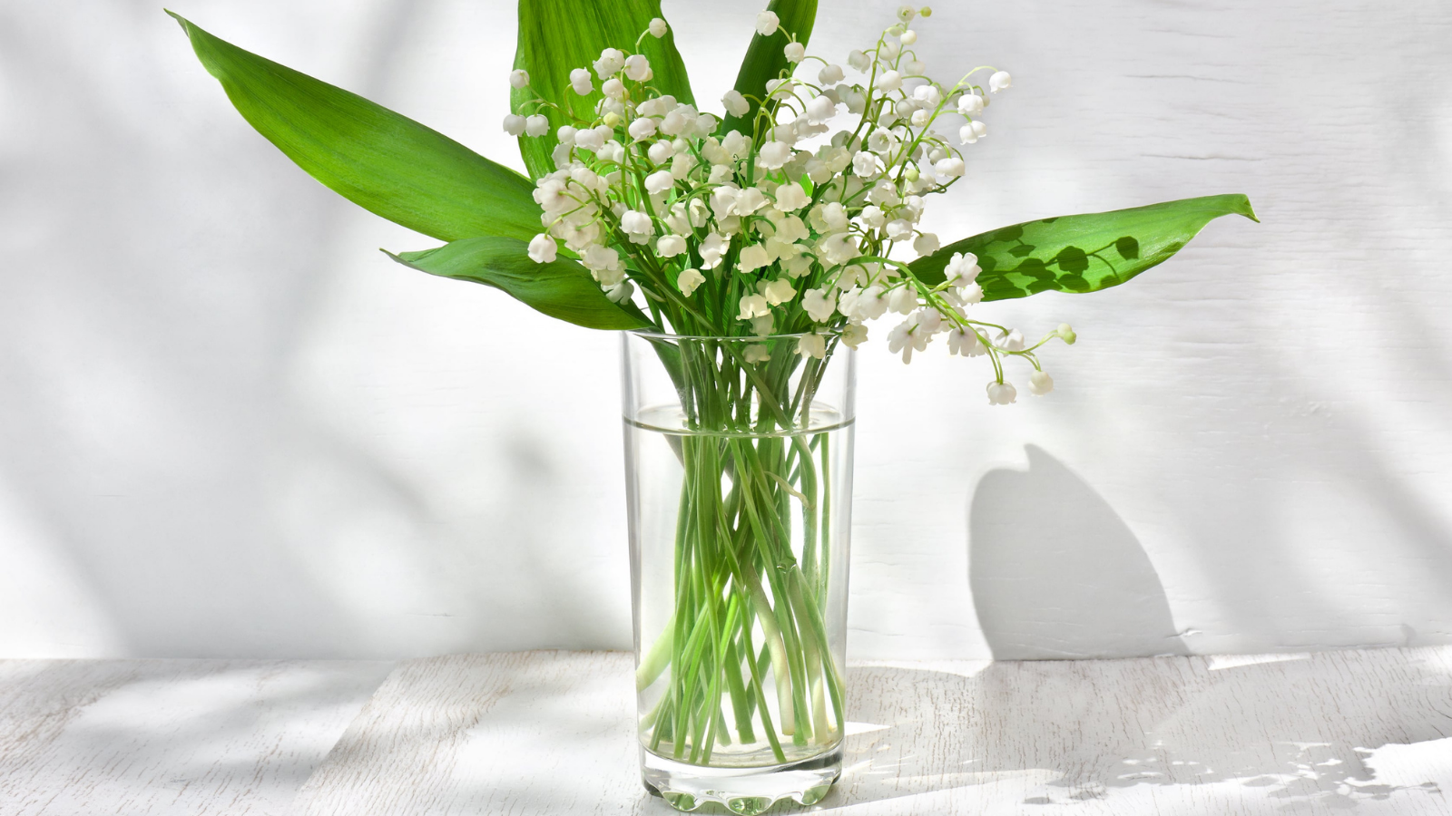 Muguet du 1er mai : l'astuce infaillible pour le faire tenir et fleurir ...