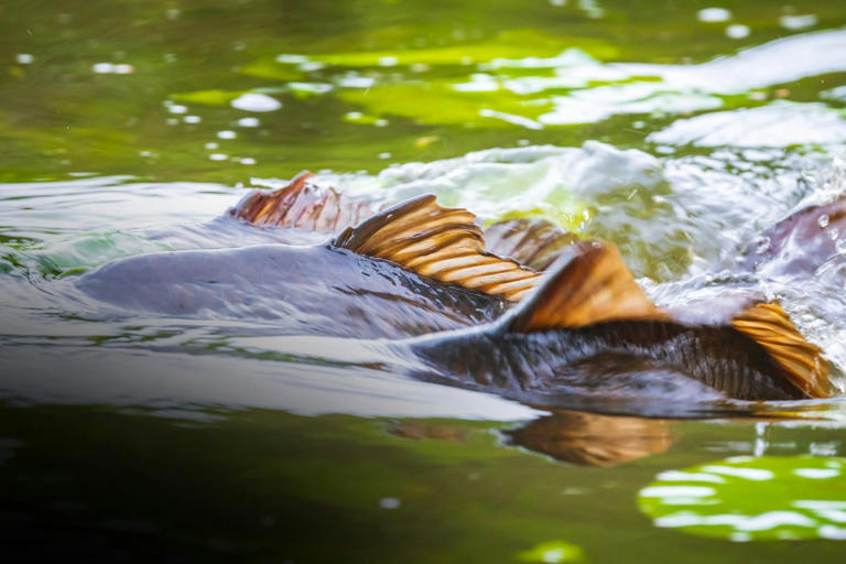 How to spot fish spawning in lakes and rivers