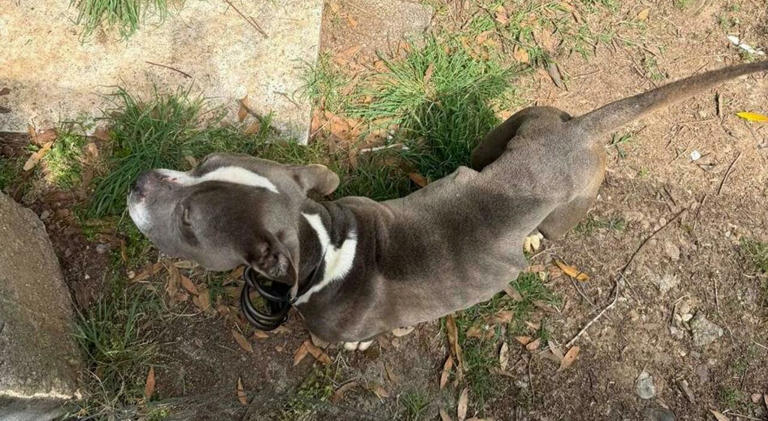 Cane denutrito e malato, il padrone finge che sia un randagio ma viene ...