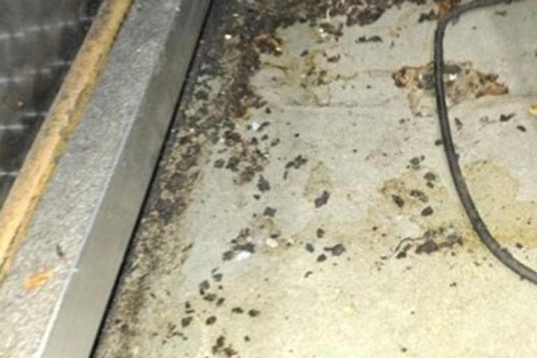 Restaurant bosses fined £16,000 after dead rat found on North East premises