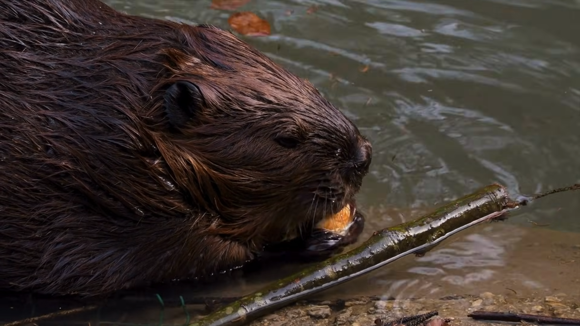Watch how an illegal beaver release turned into a bigger problem