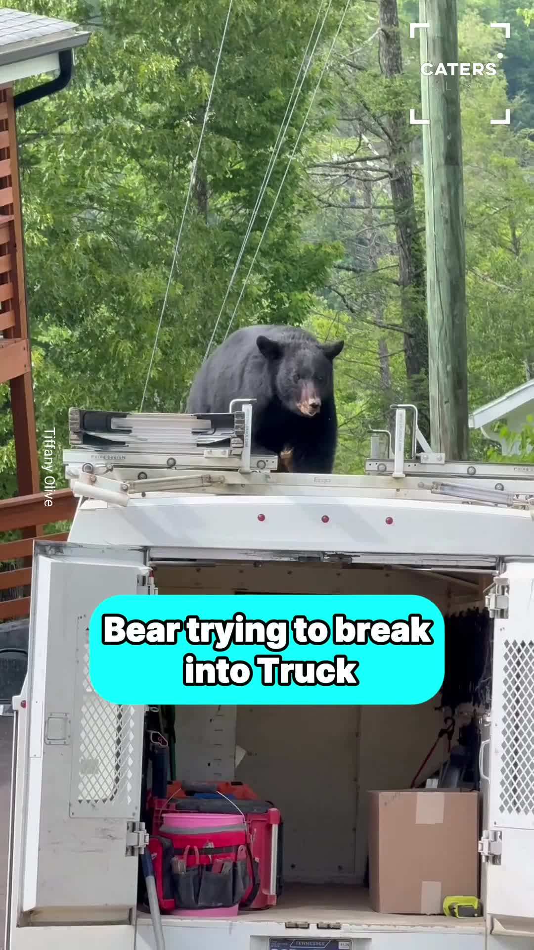 Bear tries breaking into work truck in Tennessee in amazing wildlife moment