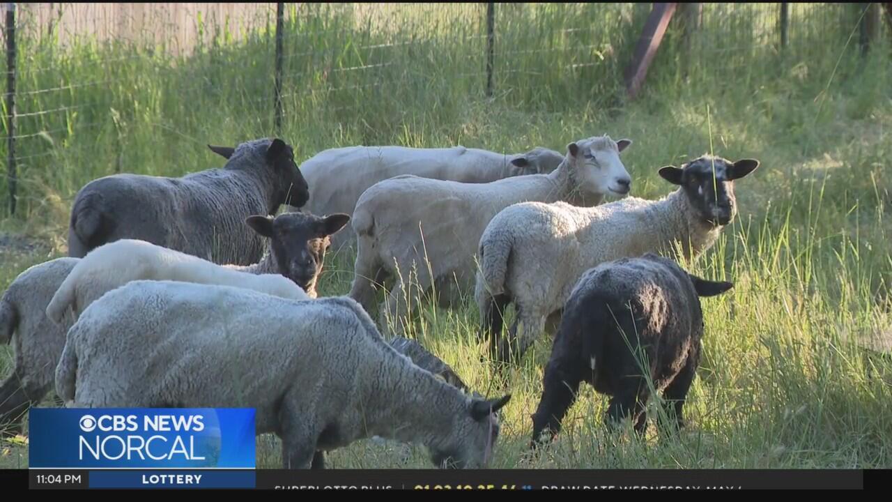 Sheep brought in to help reduce wildfire risk in Sonoma County