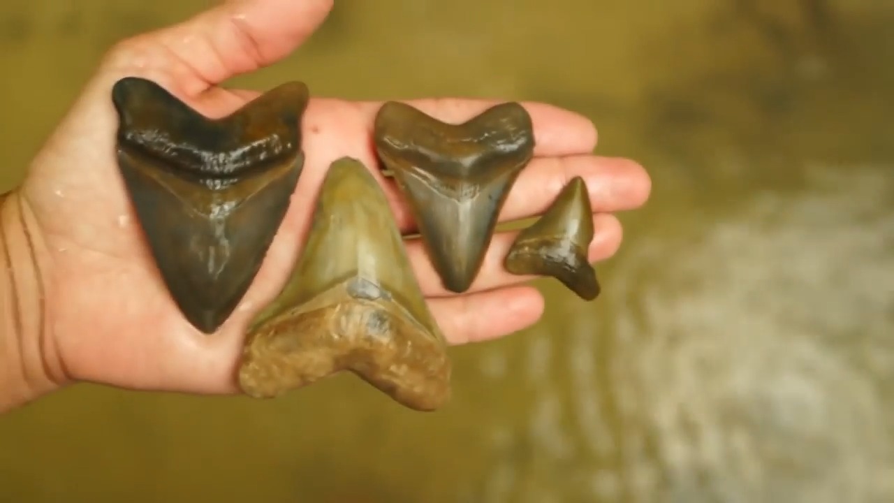 They found ancient shark teeth touching each other in the dirt - 
